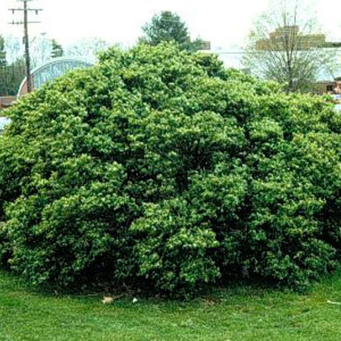 Жимолость обыкновенная (лесная)lonicera xylosteum