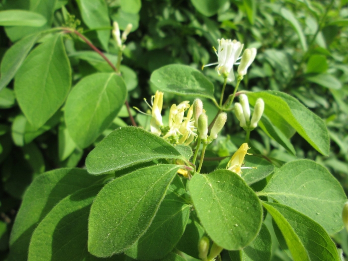 Lonicera xylosteum