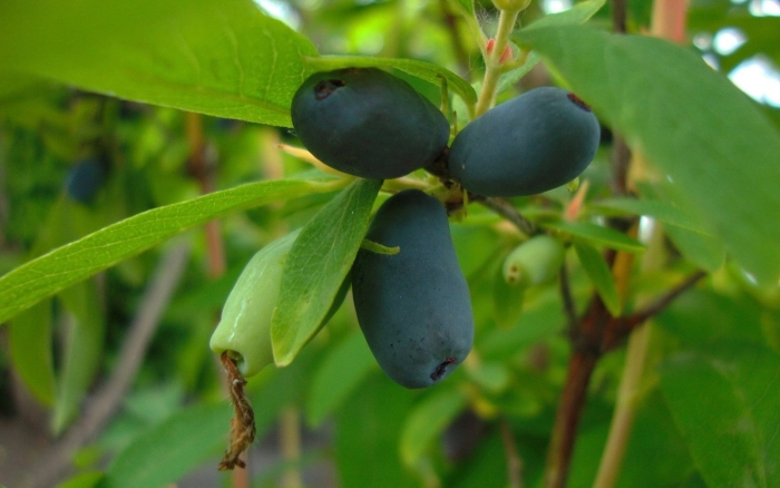 Ягода жимолость