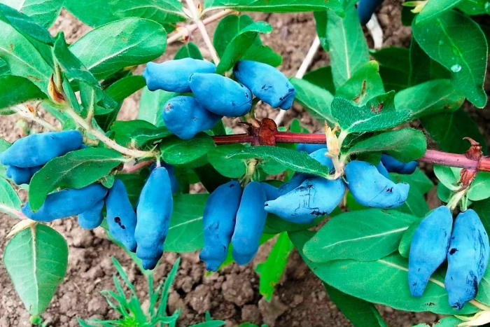 Жимолость голубое веретено