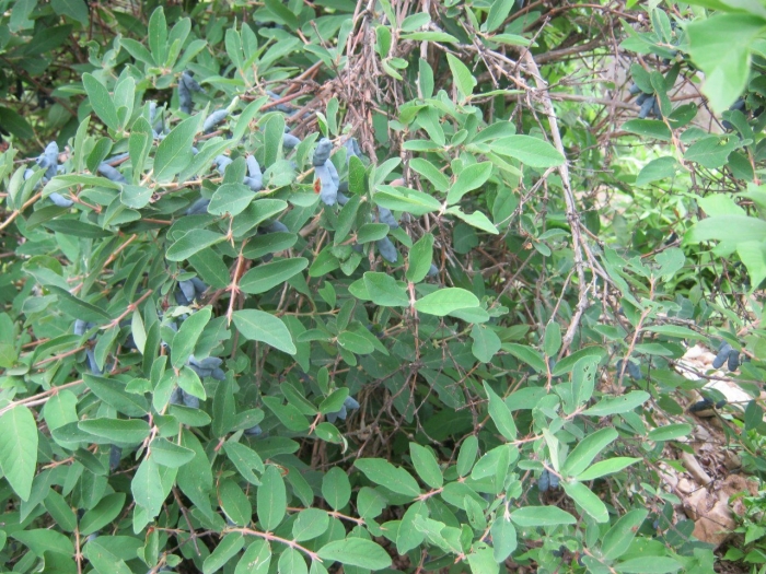 Жимолость съедобная куст