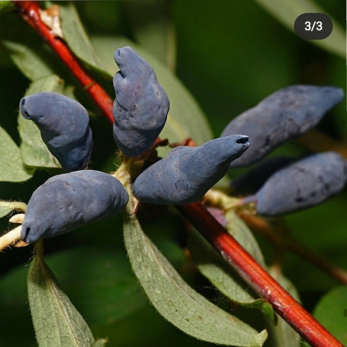 Жимолость волчья ягода