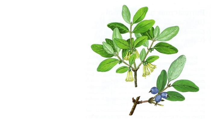 Жимолость ветка