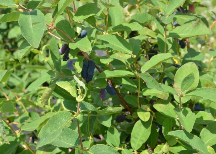 Жимолость коппер глоу