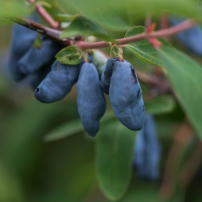 Жимолость обыкновенная лесная