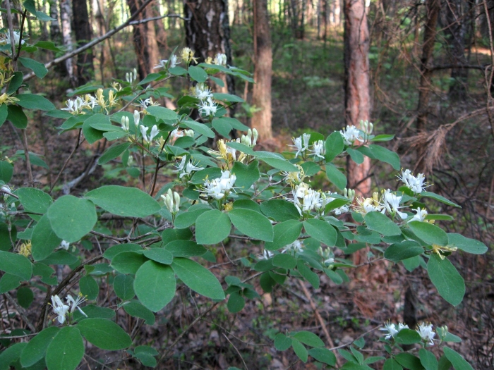 Жимолость лесная