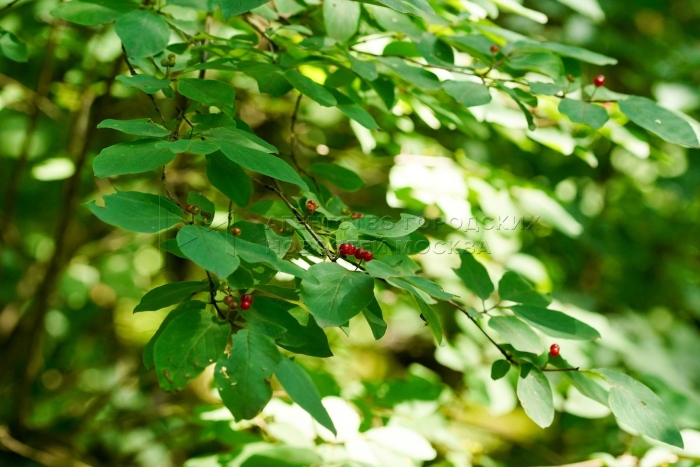 Жимолость лесная lonicera xylosteum