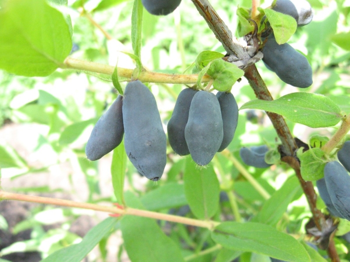 Жимолость съедобная ленита