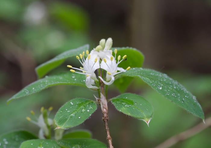 Жимолость обыкновенная (лесная)lonicera xylosteum