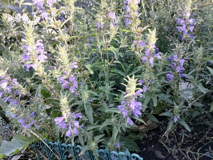 Змееголовник лимонный молдавский