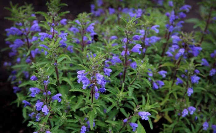 Мелисса турецкая змееголовник молдавский