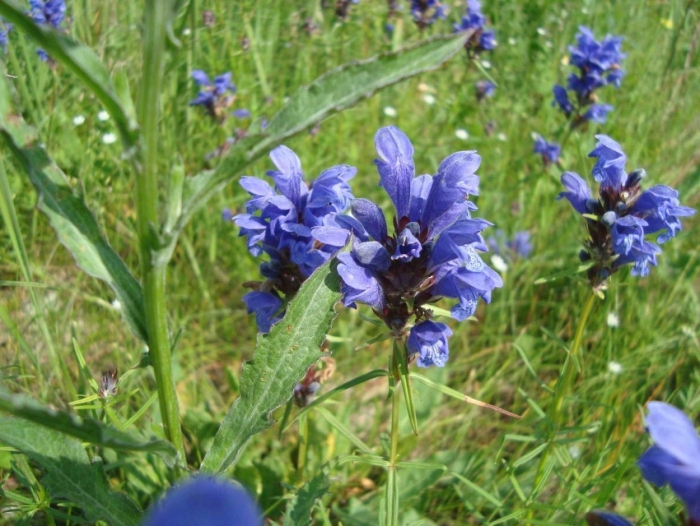 Змееголовник рюйша