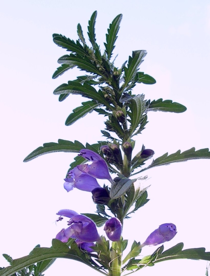 Змееголовник молдавский