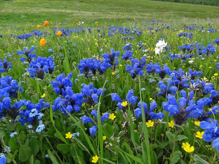 Змееголовник крупноцветковый