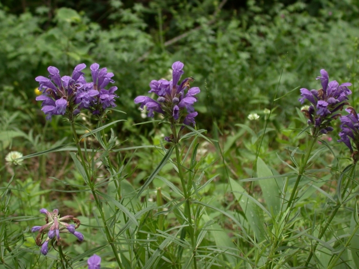 Змееголовник рюйша (dracocephalum ruyschiana l.)