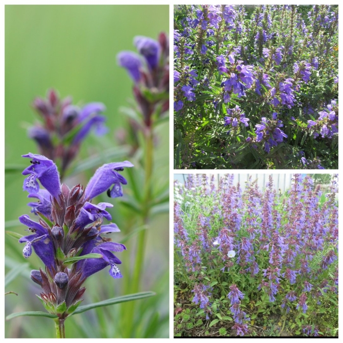 Мелисса турецкая змееголовник молдавский