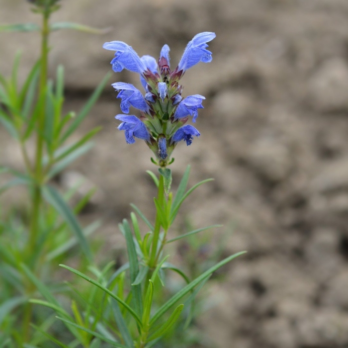 Змееголовник рюйша
