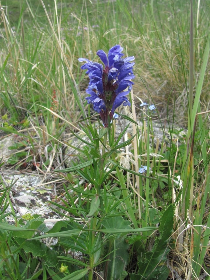 Змееголовник рюйша