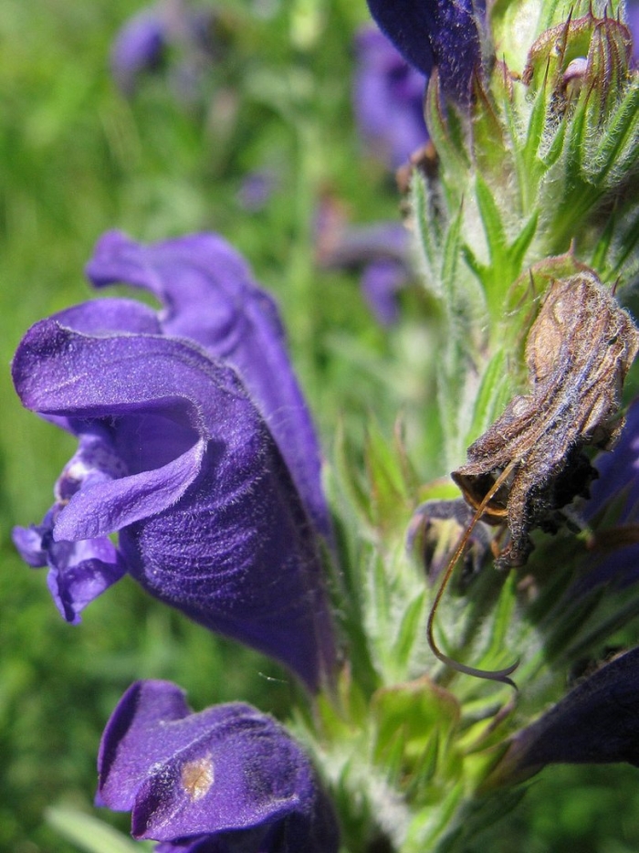 Dracocephalum austriacum