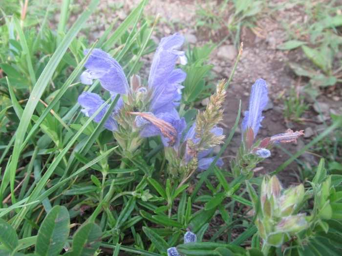 Dracocephalum ruyschiana