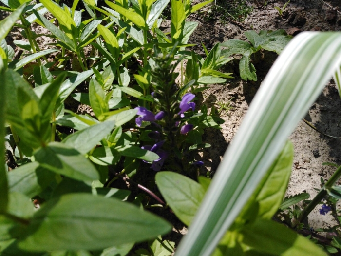 Лобелия многолетняя ласточкино гнездо