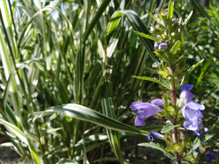 Змееголовник султан
