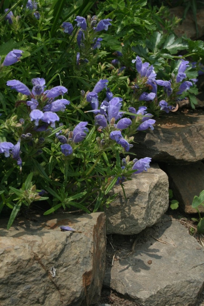 Змееголовник харкевича