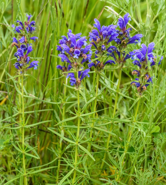 Змееголовник рюйша