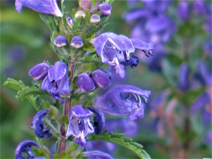 Змееголовник трава