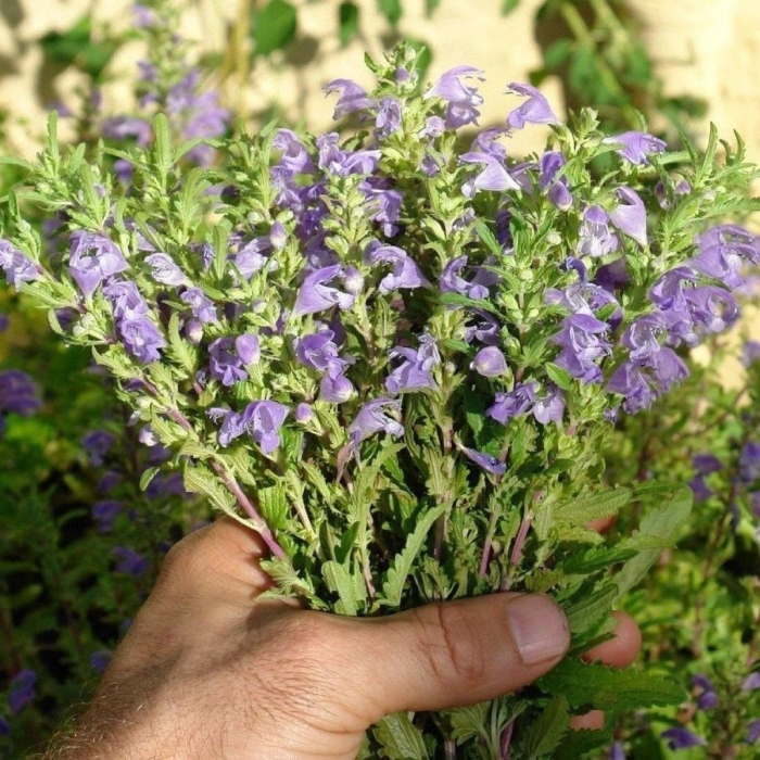 Змееголовник растение