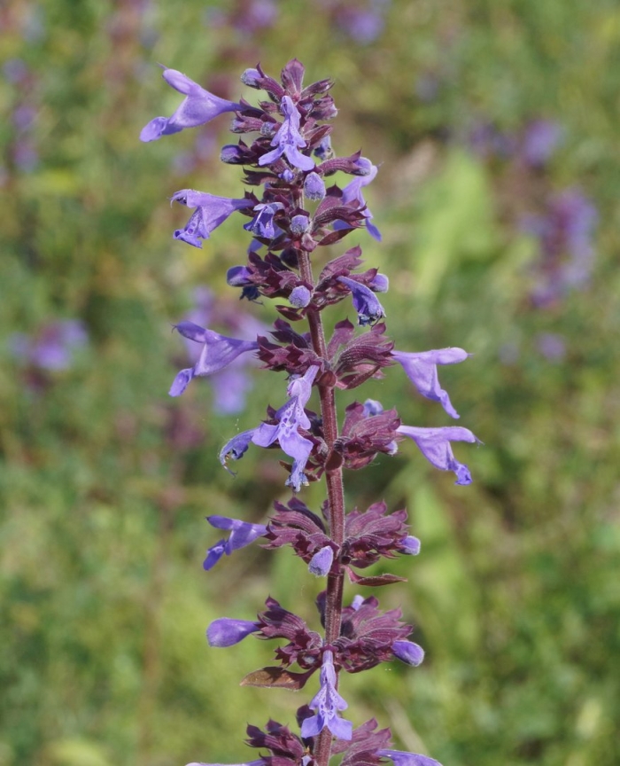 Змееголовник поникающий