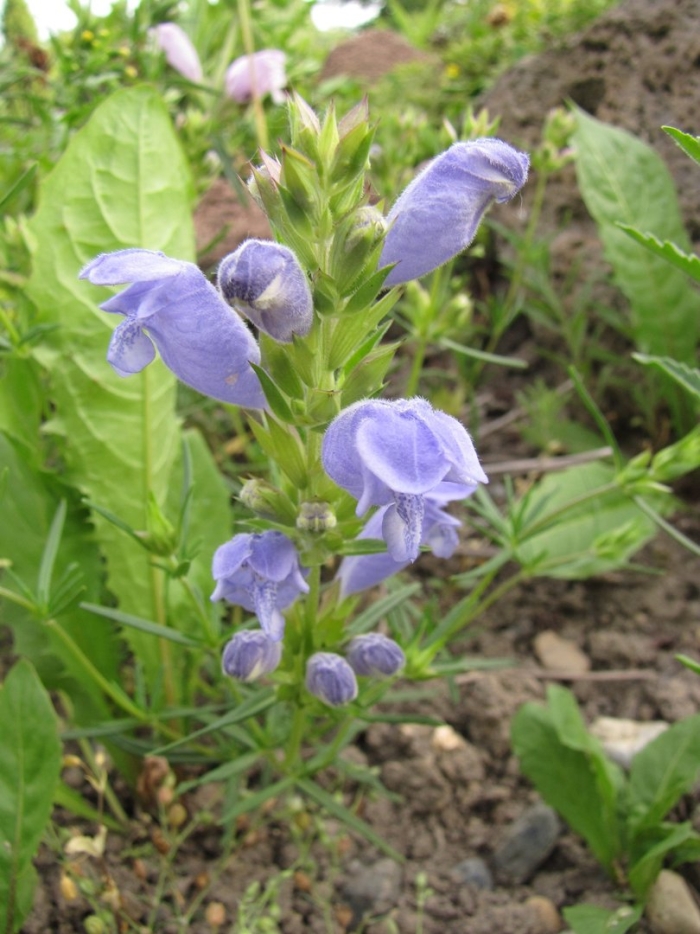 Змееголовник харкевича (dracocephalum charkeviczii)