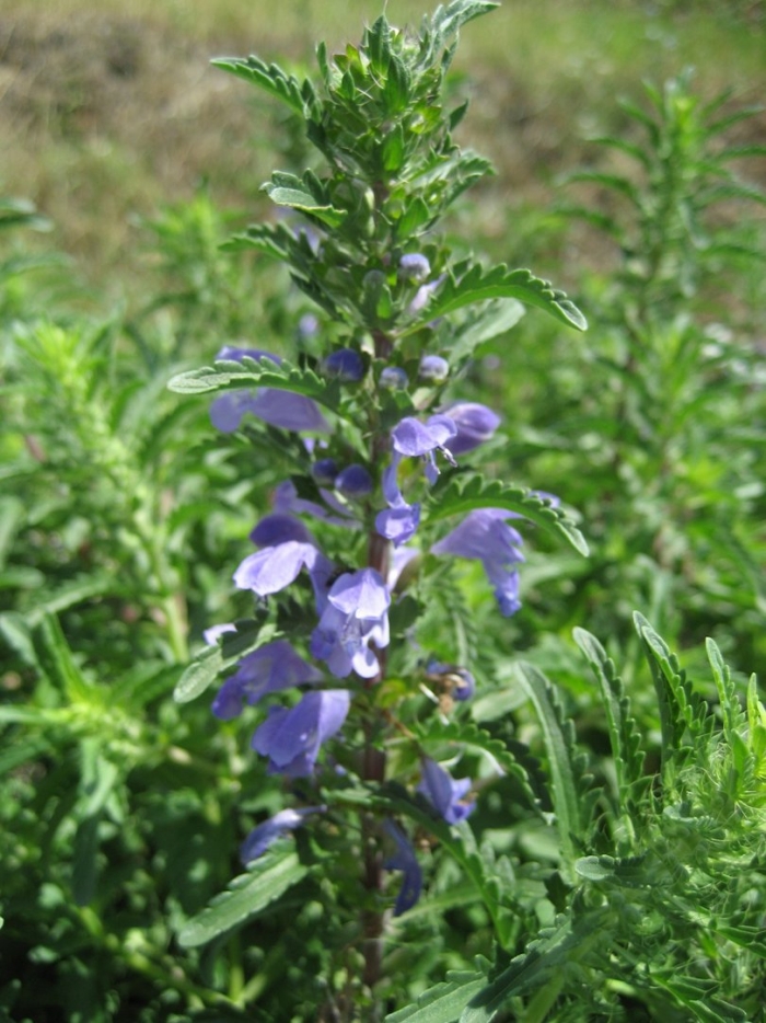 Змееголовник молдавский (dracocephalum moldavica l.)