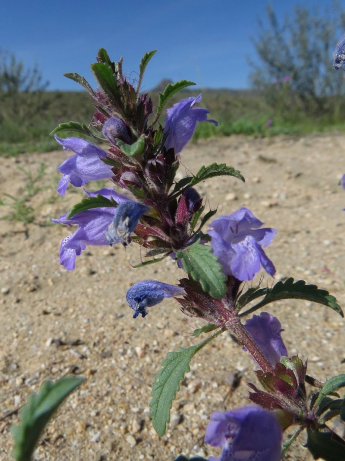 Змееголовник (dracocephalum
