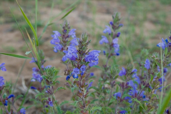 Змееголовник султан