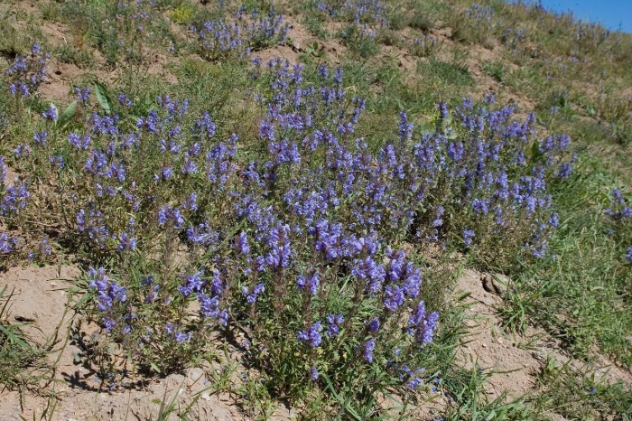 Змееголовник поникающий