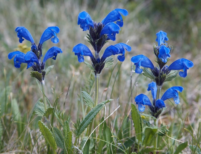 Dracocephalum grandiflorum