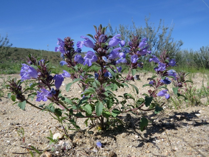 Змееголовник аргунский