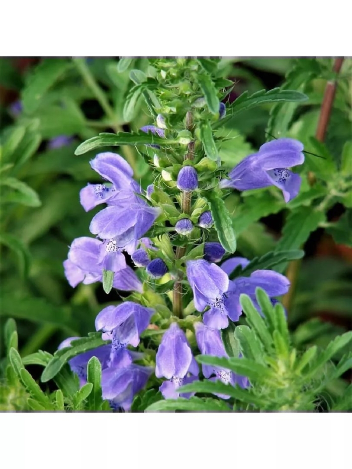 Мелисса турецкая змееголовник молдавский