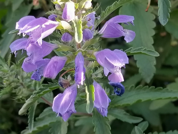 Змееголовник молдавский