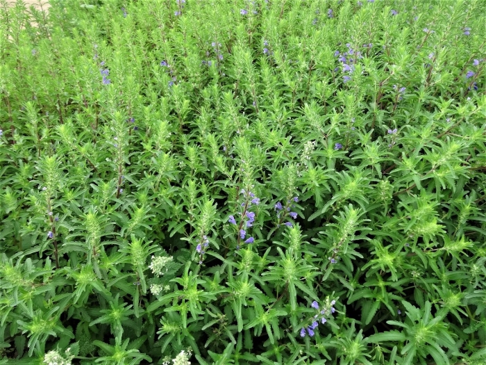 Иссоп лекарственный