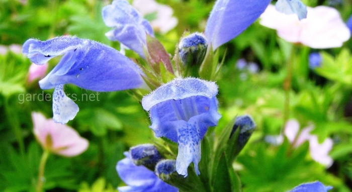 Мелисса турецкая змееголовник