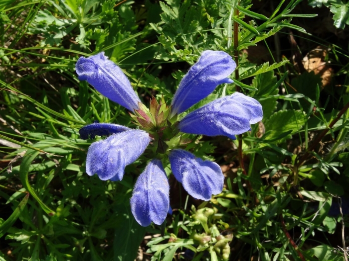 Змееголовник харкевича воздушный змей