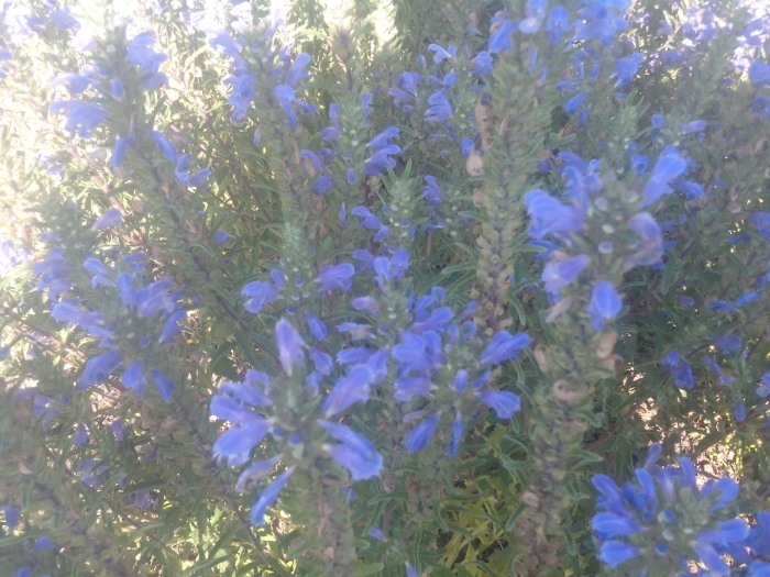 Мелисса турецкая змееголовник молдавский