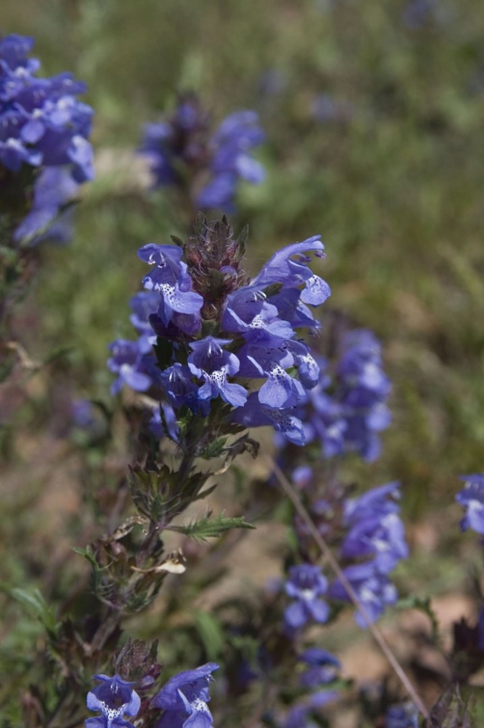 Змееголовник (dracocephalum