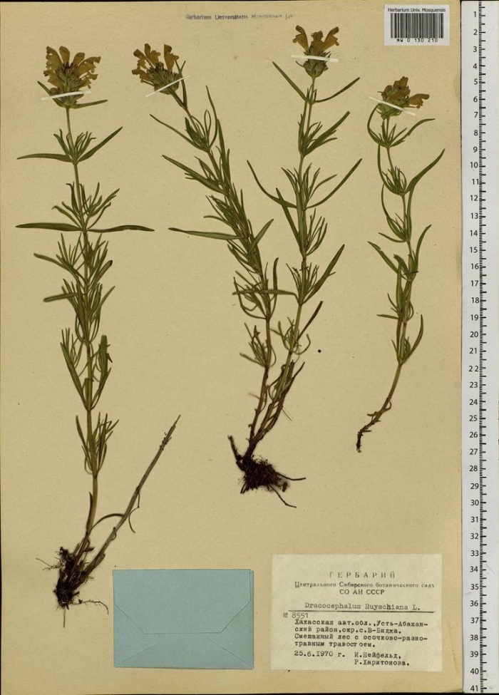 Змееголовник рюйша