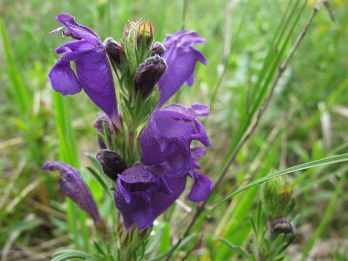 Змееголовник австрийский