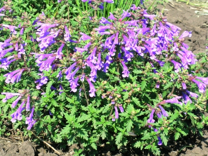 Котовник сибирский