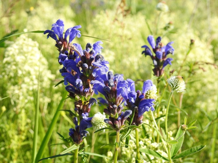 Змееголовник крылова