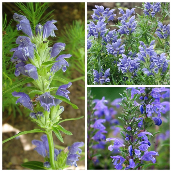 Змееголовник (dracocephalum